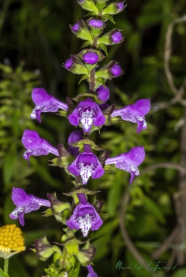 Prairie Brazosmint April 2025
